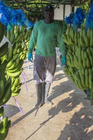 Nuevas desigualdades; nuevas resistencias: El caso de los ex-trabajadores bananeros costarricenses afectados por los agroquímicos